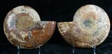 Huge Split Ammonite Pair - Agatized #7579-3